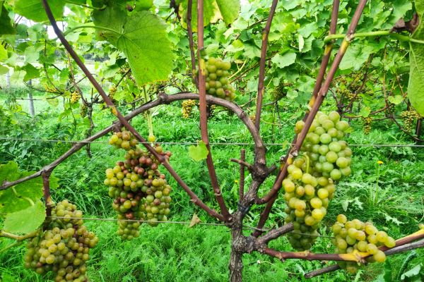 Bescherm je druivenoogst tegen Botrytis