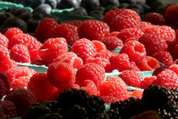 Houd je kleinfruit vrij van meeldauw en vruchtrot