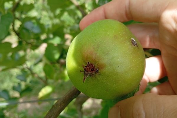De 2e generatie fruitmot vliegt rond