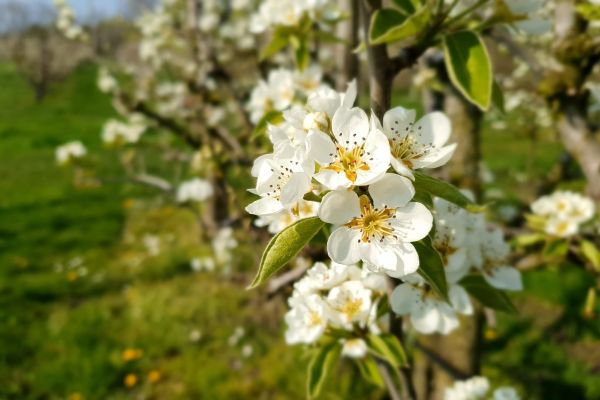 Onze fruitgewassen komen in bloei