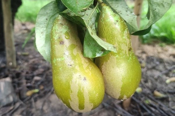 Bestrijding perenschurft zonder captan