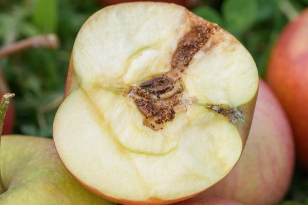 De fruitmot gaat niet op vakantie!