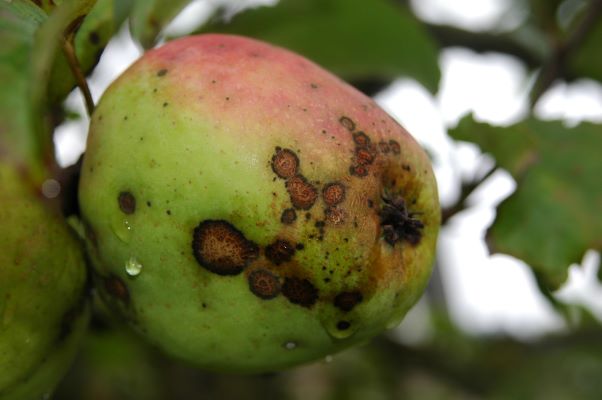 Tijdelijke vrijstelling verleend voor Curatio in Nederland voor 2026