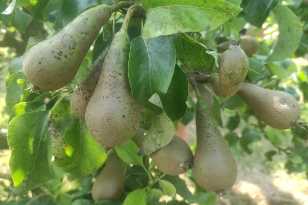 Tijdelijke vrijstelling voor Curatio in België