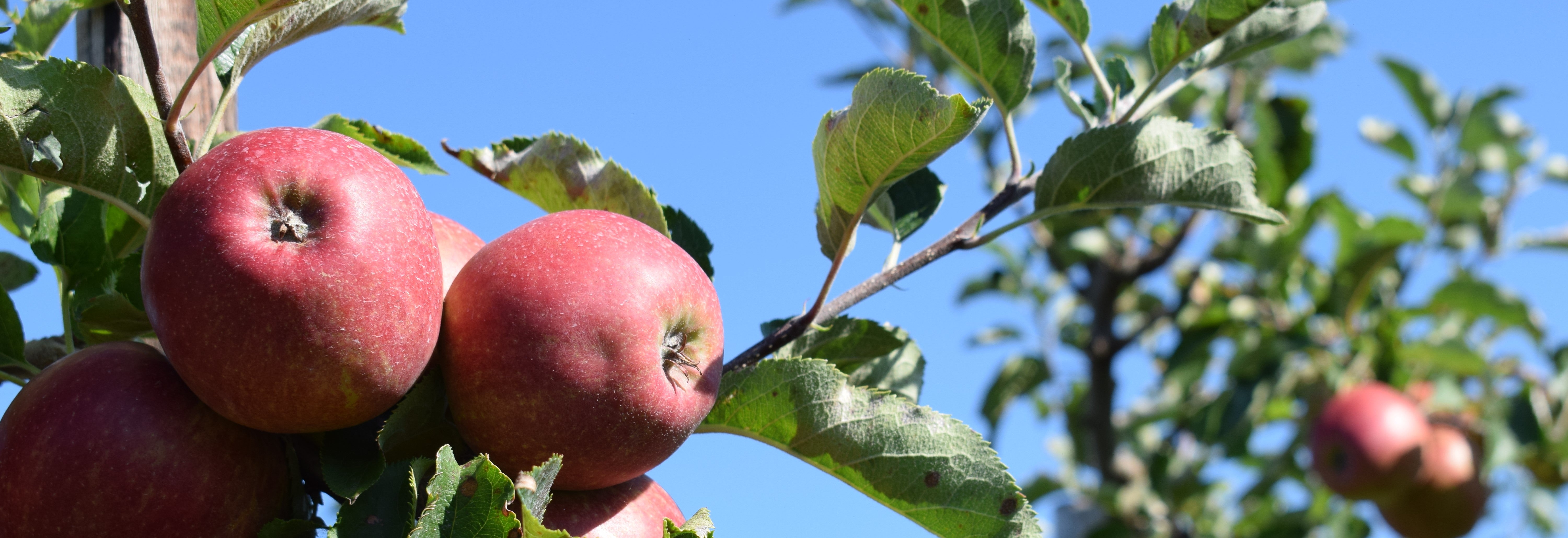 Fruitteelt