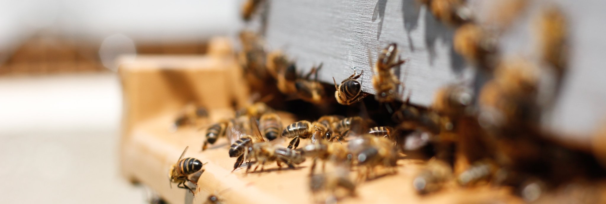 Bijen rondom vlieggat bijenkast - Bijengezondheid accessoires Andermatt Nederland