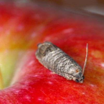 De gewone fruitmot (cydia pomonella) op een appel - Kairo-Catch - Andermatt Nederland