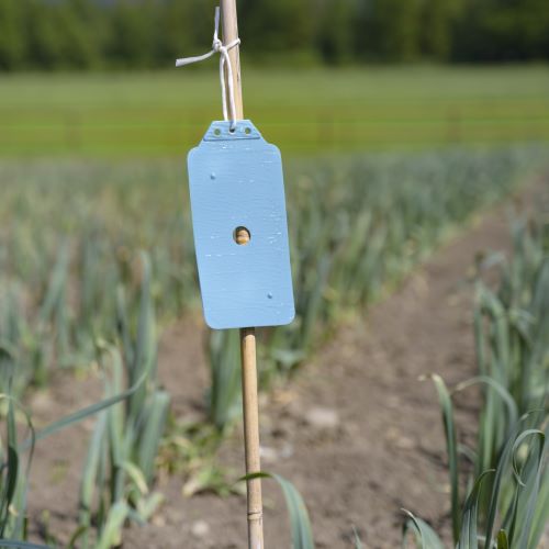 Rebell blue - blauwe plakval voor de monitoring van volwassen tripsen - Andermatt Nederland