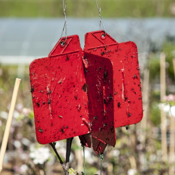 REBELL ROSSO is de rode plakval voor de monitoring van de volwassen ongelijke houtboorder (Xyleborus dispar)