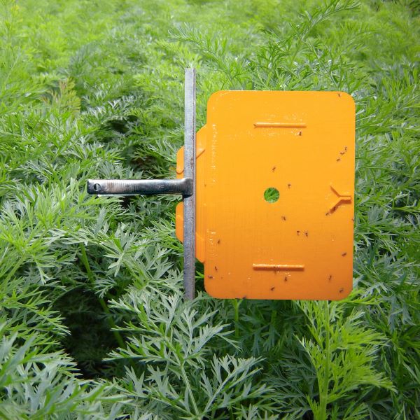 Rebell orange plakval voor monitoring van de wortelvlieg - Andermatt Nederland