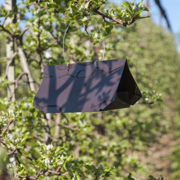 Delta-val bevestigd aan een appelboom - Andermatt Nederland biedt oplossingen voor Monitoring en Vallen.