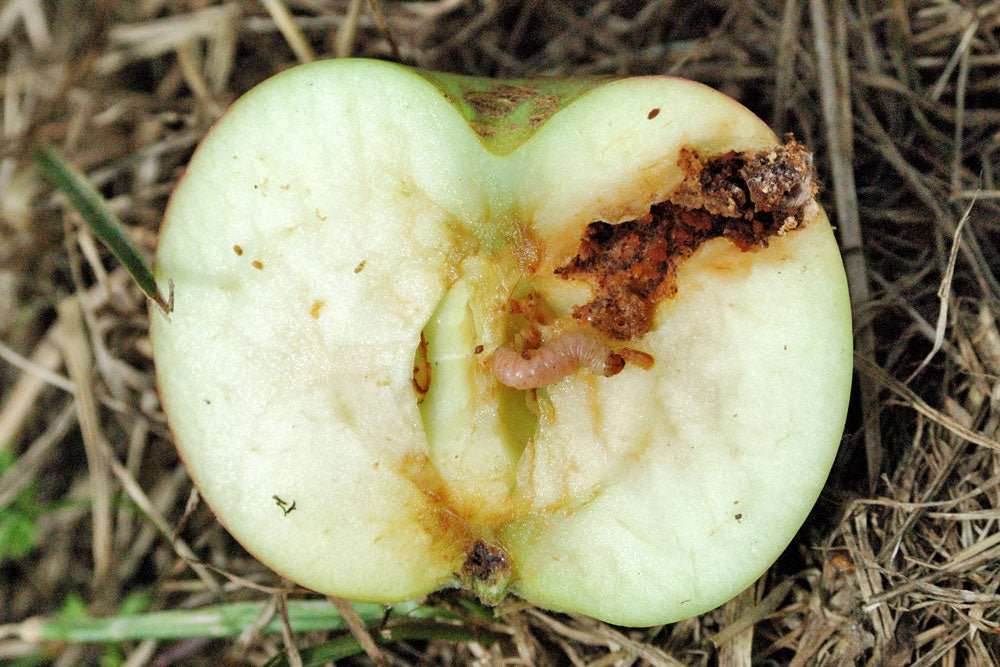 Fruitmotschade met cydia pomonella larve in een opengesneden appel - Andermatt Nederland