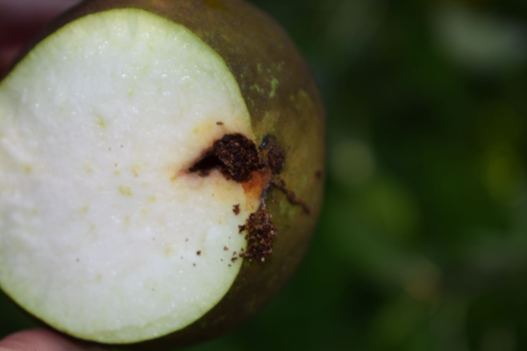 Fruitmotschade aan een peer - cydia pomonella - Andermatt Nederland