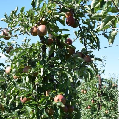 De biologische uitvloeier en hechter Zentero van Andermatt Nederland is flexibel inzetbaar, ook op appels