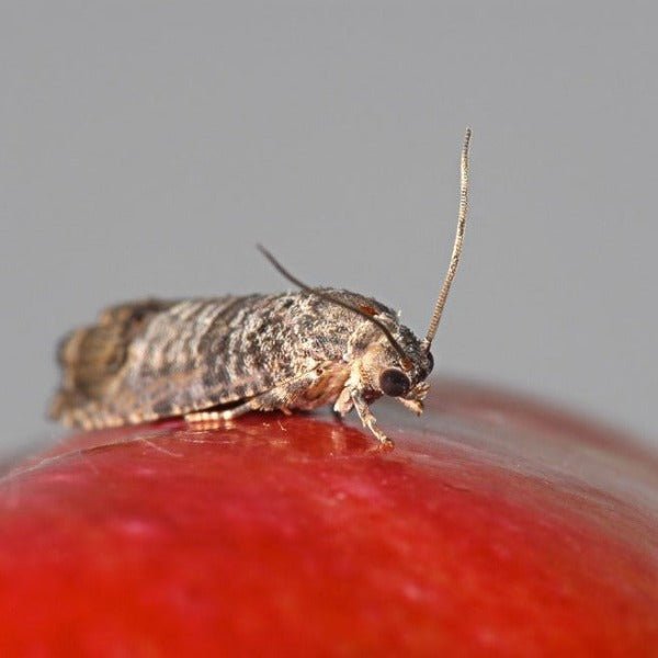 Fruitmot cydia pomonella op een appel - Andermatt Nederland