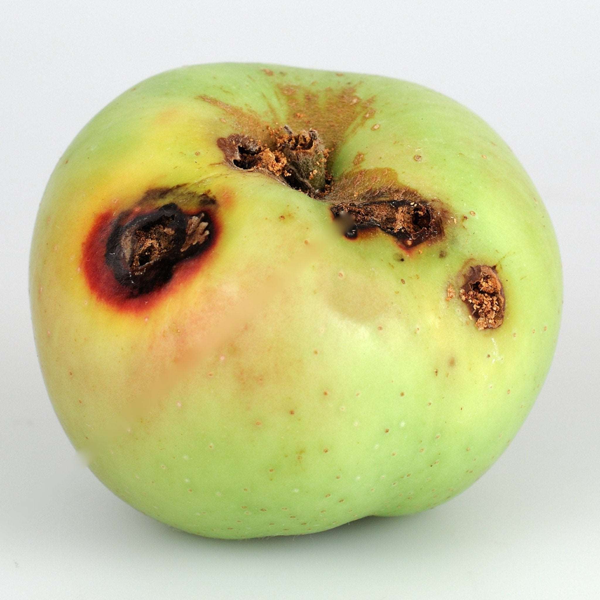 Fruitmotschade van de cydia pomonella aan een appel - Andermatt Nederland