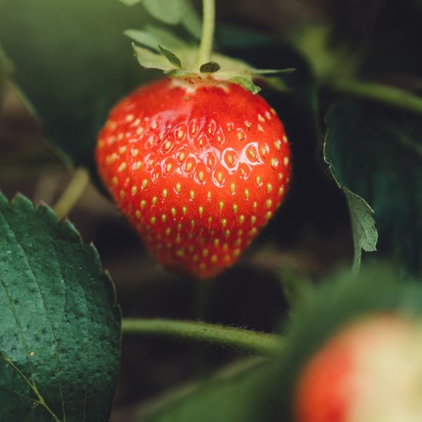 Zentero, biologische hechter en uitvloeier, is breed toepasbaar, bijvoorbeeld op aardbeien