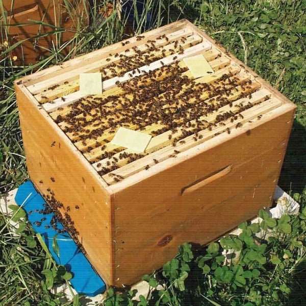 THYMOVAR strips tegen varroamijt op een bijenkast