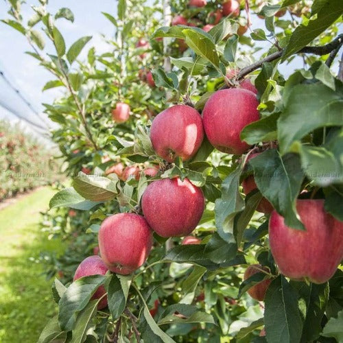 VitiSan  tegen schurft in appels en peer - Andermatt Nederland